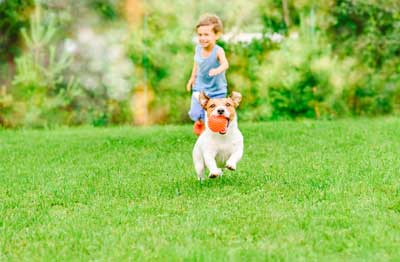 Dog and child playing with ball on a nice lawn