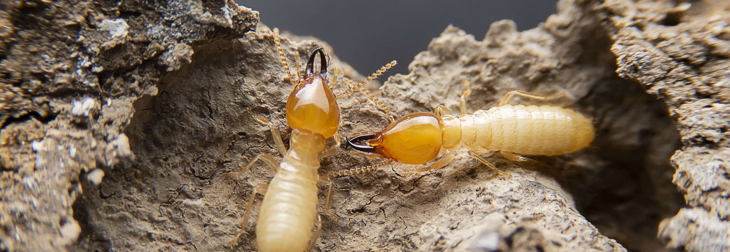 What Do Termites Look Like in Florida?, image size:2500x863