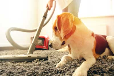 How to Prepare for a Flea Treatment in your area