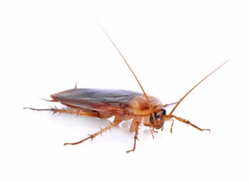 closeup of an American cockroach on a white background