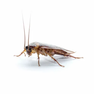 closeup of a German cockroach