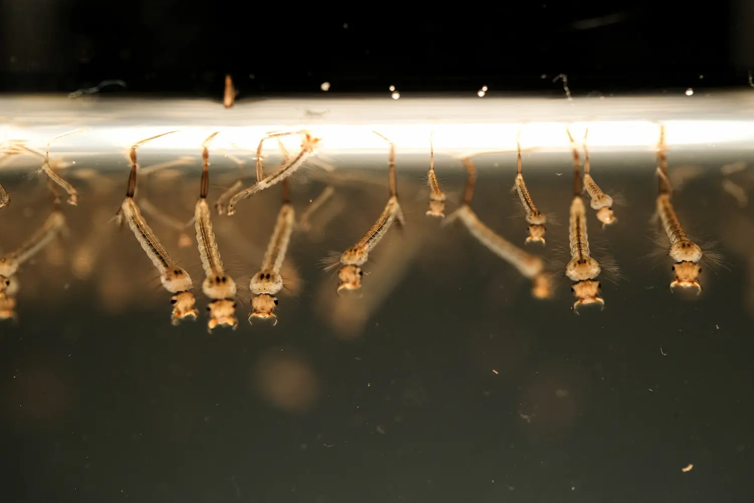 underwater shot of mosquito larvae