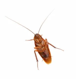 closeup of an American cockroach from underneath, on a white background