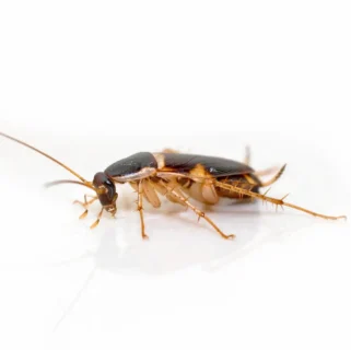 closeup of a brown-banded cockroach