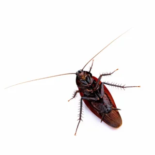 closeup of a smokybrown cockroach