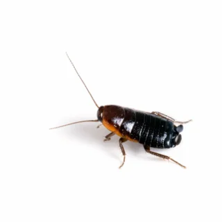 closeup of an Oriental cockroach