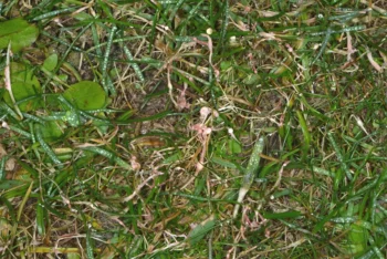 closeup of red threat fungus on Florida lawn