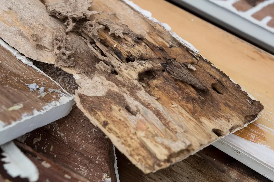 Wood with termite damage that was removed from a home.