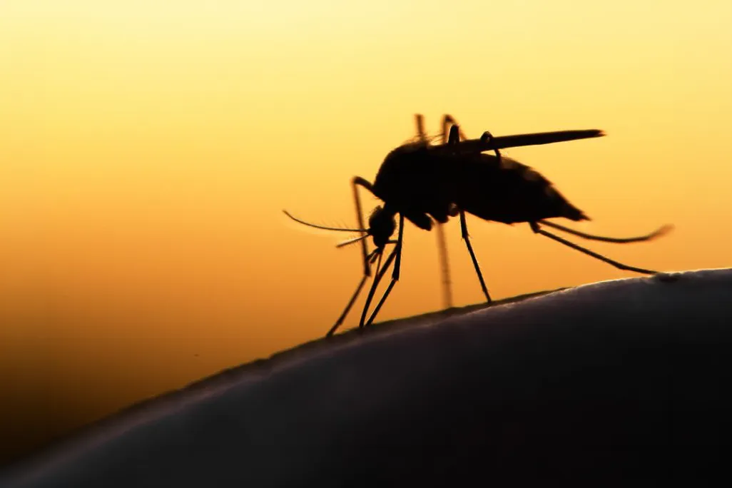 Close-up silhouette of a mosquito resting against a bright, warm yellow light source.