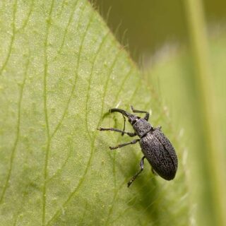 Billbug on leaf