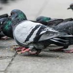 Pigeons eating on city street