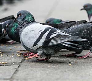 Pigeons eating on city street