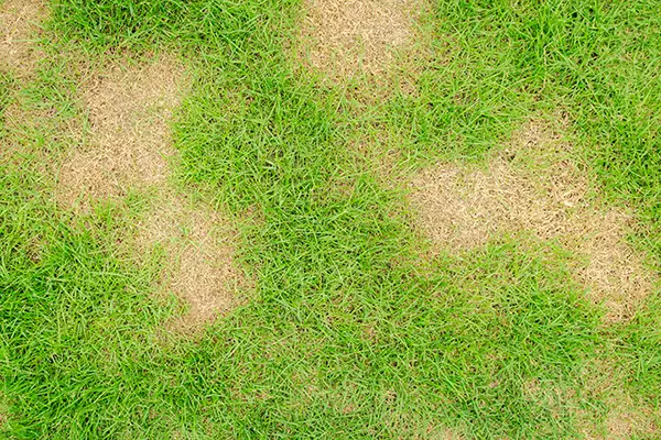 Dry spots in a yard