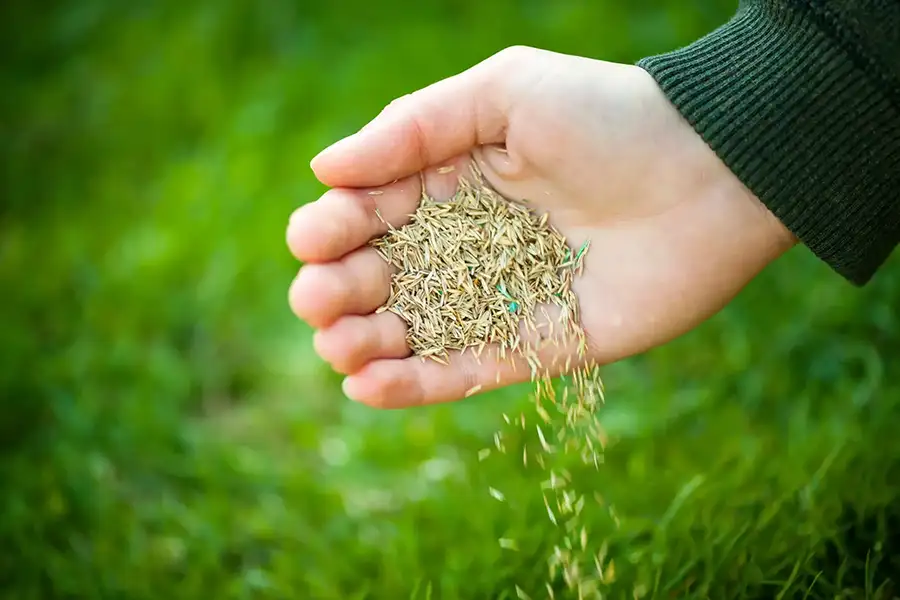 Close-up of a hand spreading grass seed and granular lawn care products over a vibrant green lawn.