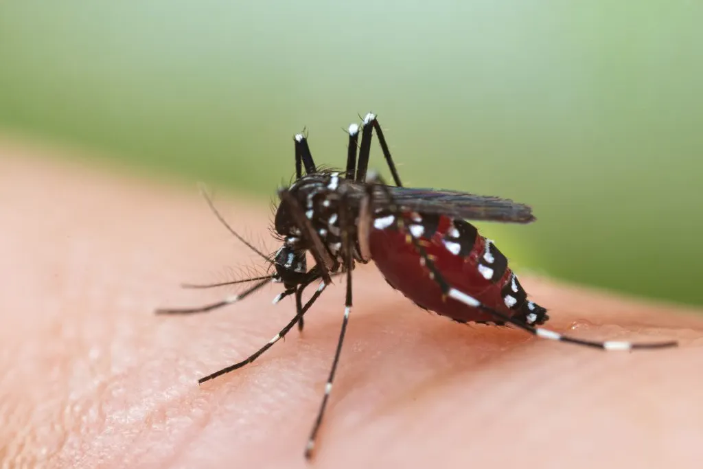 Extreme close-up of a black and white striped mosquito biting human skin with an abdomen full of drawn blood.