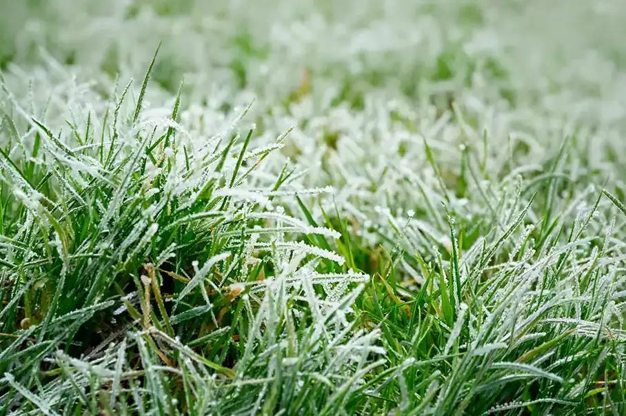Close-up of green lawn grass blades heavily coated in white winter frost and ice crystals.