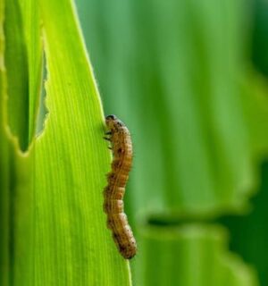 Fall Armyworm on leaf