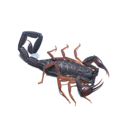 Florida Bark Scorpion on white background