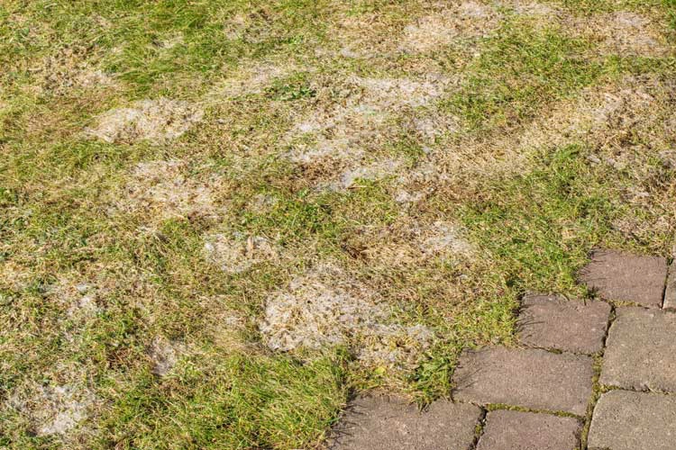 A lawn with patches of visible fungus