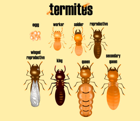 Illustration of different types of termites