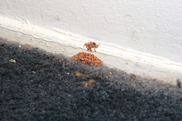 Drywood termite fecal pellets at a baseboard