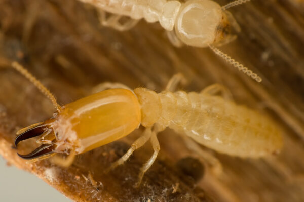 Soldier subterranean termites on wood