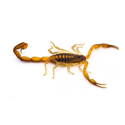 Hentz Striped Scorpion on white background