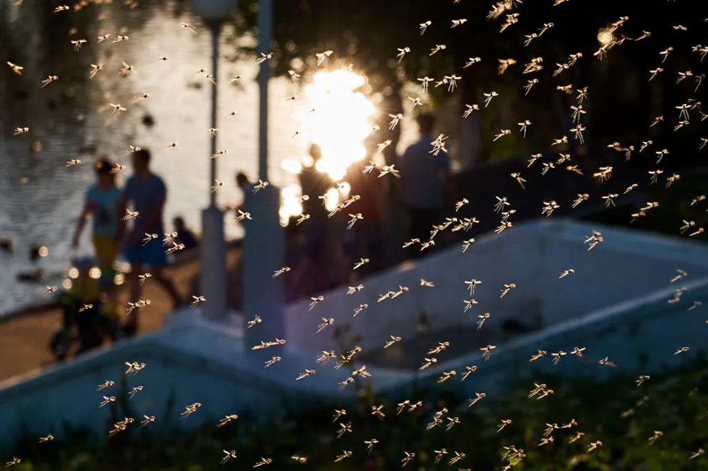 A large swarm of mosquitoes flying in the air near a body of water at sunset with people walking in the background.