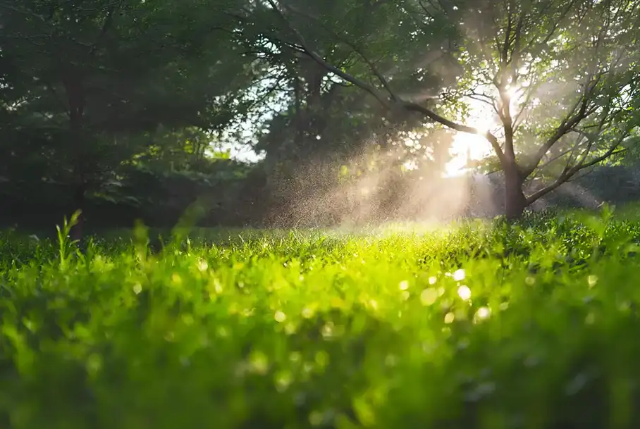 Sunlight filtering through trees onto a heavily watered, misty green lawn that appears saturated.