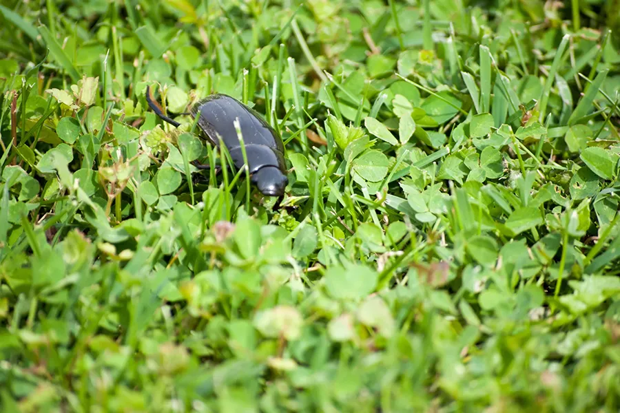 A large black beetle crawling through a green lawn mixed with clover, illustrating a common yard pest.
