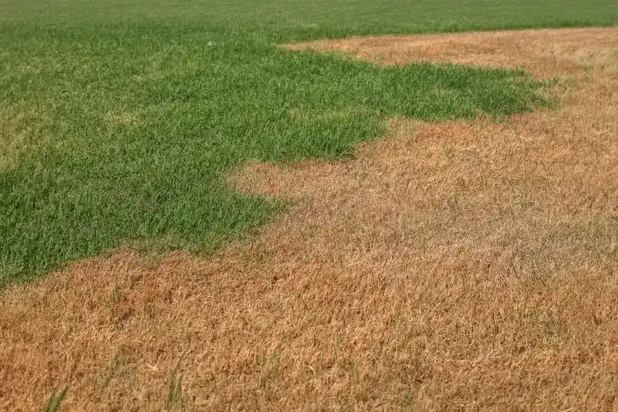 A lawn showing a stark dividing line between healthy, hydrated green grass and dry, dead brown turf.