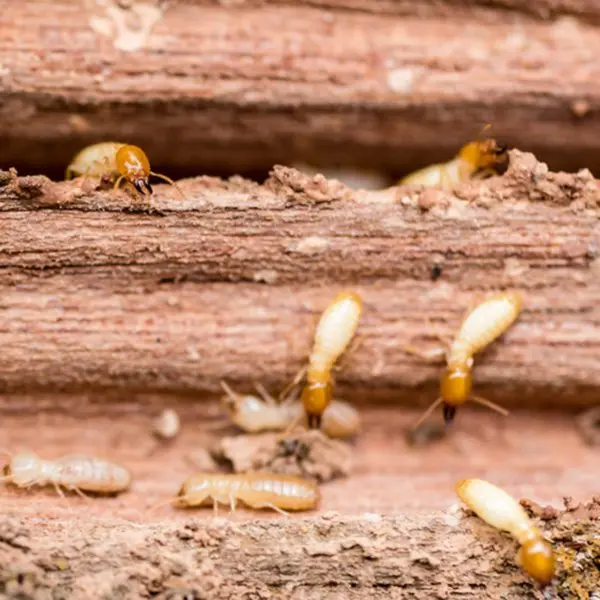 A macro close-up of several worker termites with pale, translucent bodies and amber-colored heads crawling across the textured surface of a piece of wood.