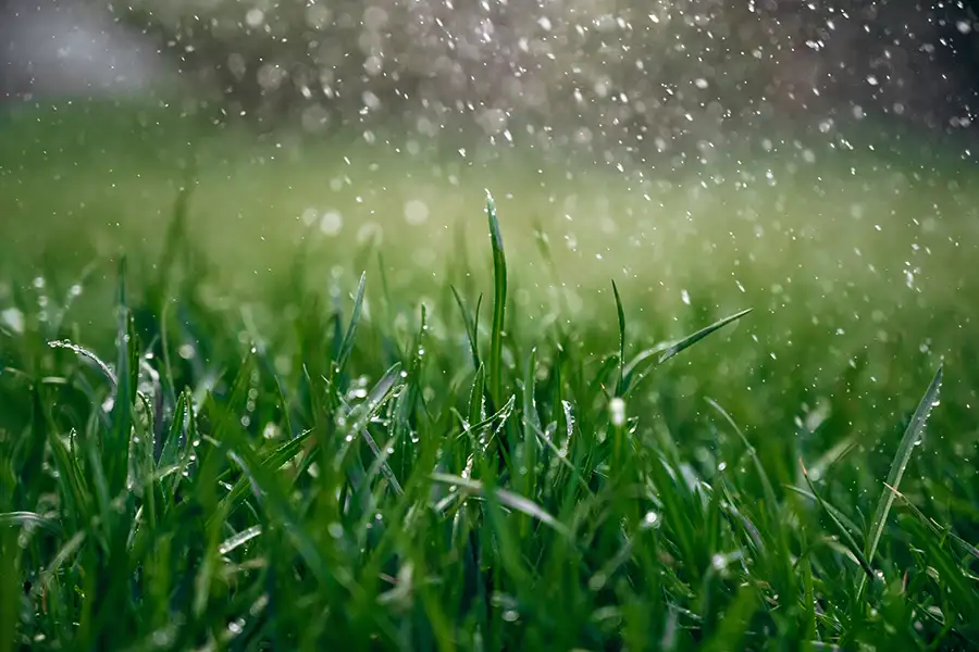 Close-up of healthy green grass blades covered in water droplets during a light rain shower.