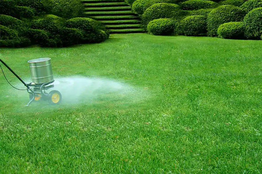 A metal lawn spreader spraying a fine mist over a green lawn to water in and dissolve fertilizer.