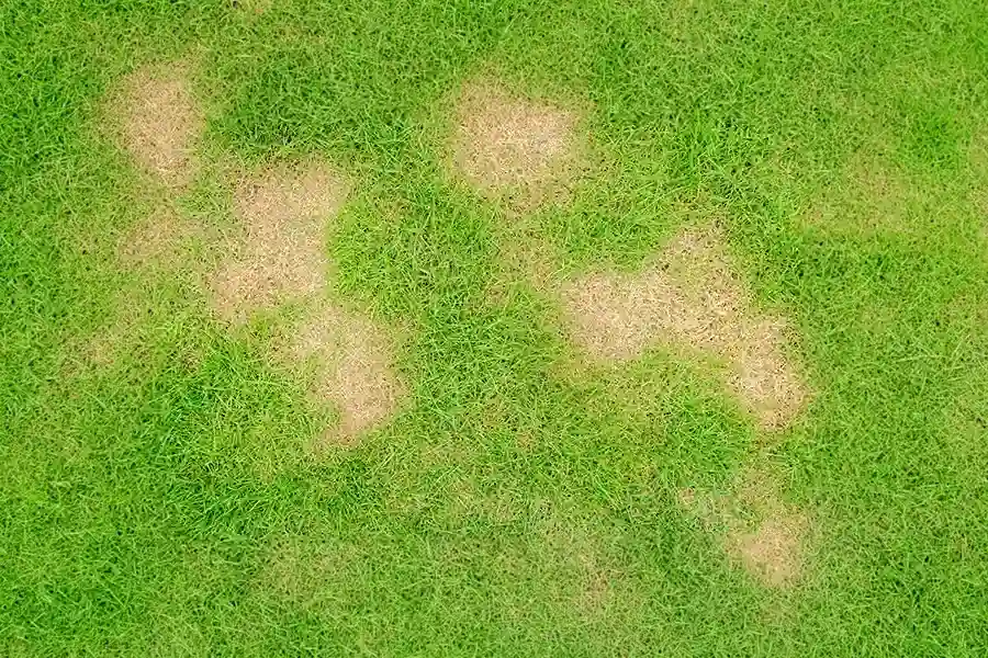 Overhead view of a green lawn suffering from brown patch fungus, showing irregular patches of dead, brown grass.