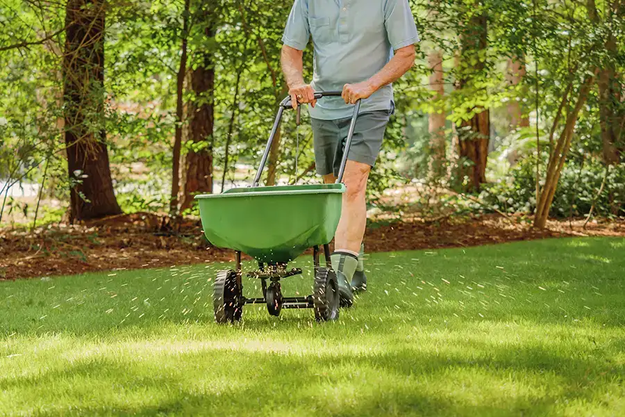 A person pushing a green broadcast spreader to apply grass seed and fertilizer across a residential lawn.