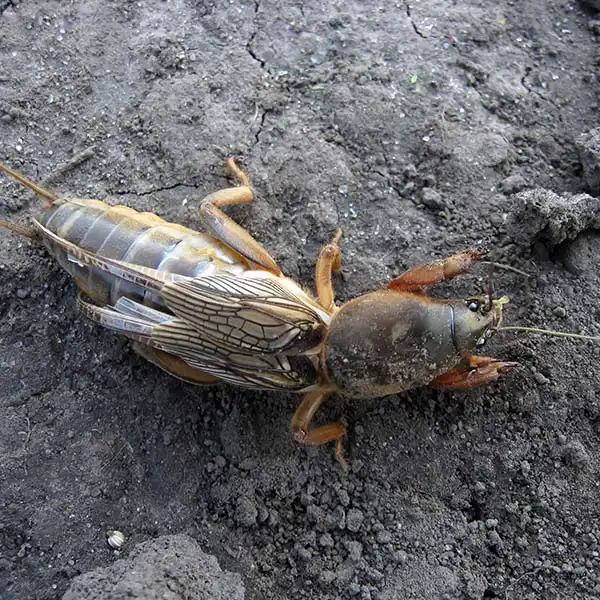 A mole cricket on a mound of dirt - Keep pests away from your property with Bug Out in FL