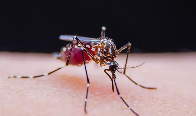 Commercial Mosquito  Repellent System in your area