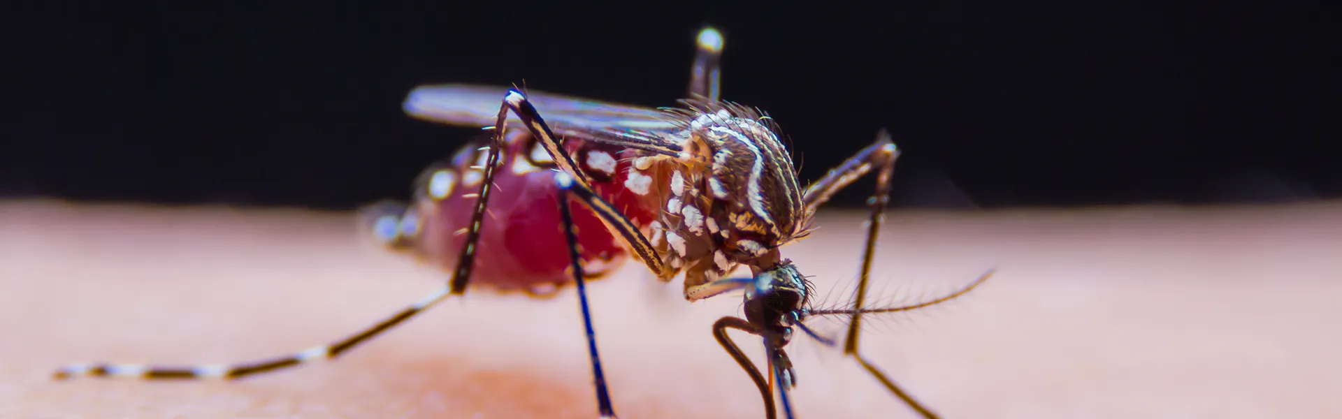 Close up of a mosquito on a peron's hand