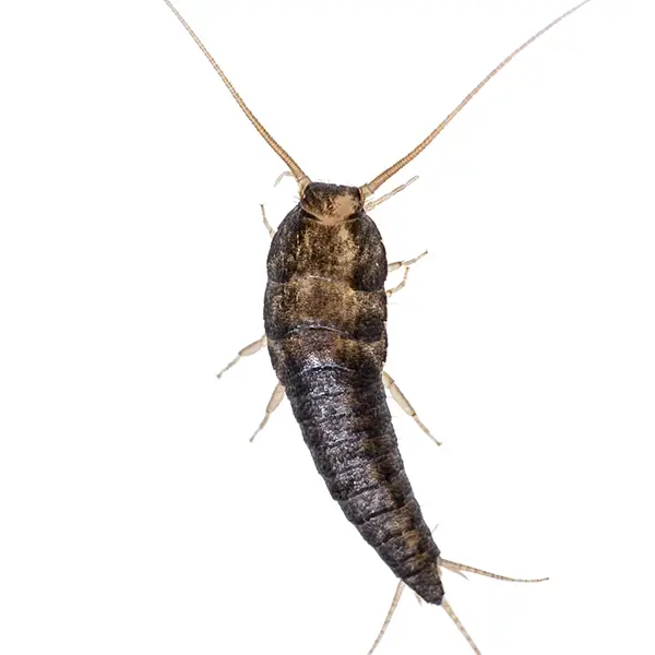 Closeup of a silverfish