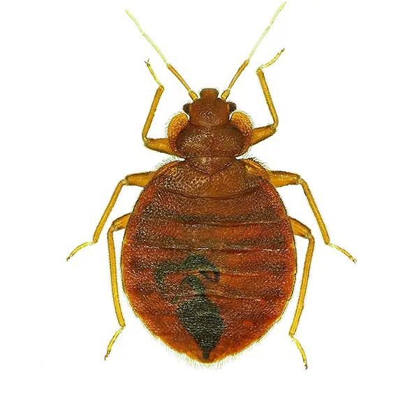 bed bug on a white background - Keep pests away from your home with Bug Out Pest Control in FL