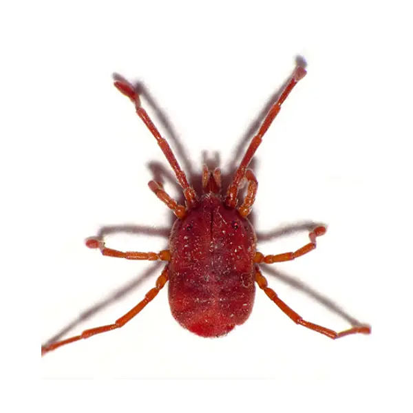 Closeup of a bird mite