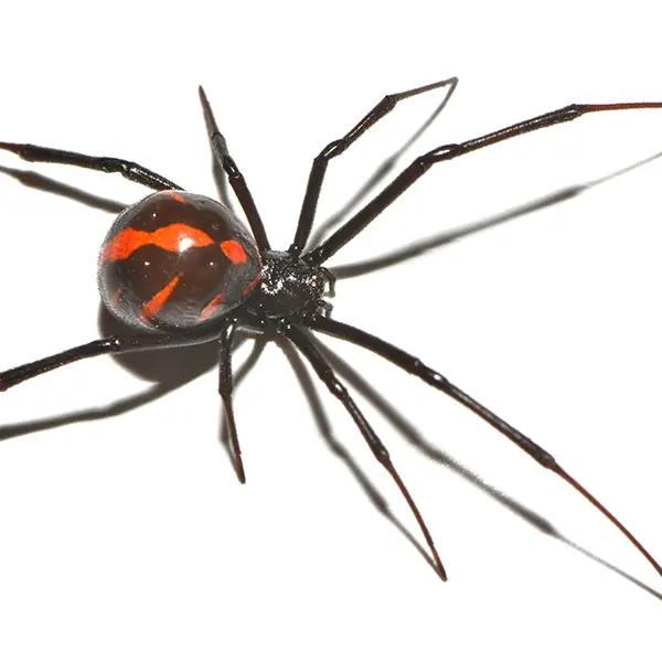 black widow on a white background - Keep pests away from your home with Bug Out Pest Control in FL