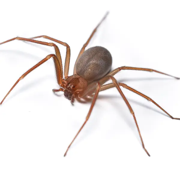 brown recluse on a white background - Keep pests away from your home with Bug Out Pest Control in FL