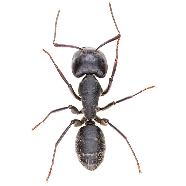 Carpenter ant on a white background - Keep pests away from your home with Bug Out Pest Control in FL