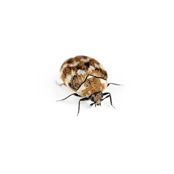 carpet beetle on a white background - Keep pests away from your home with Bug Out Pest Control in FL