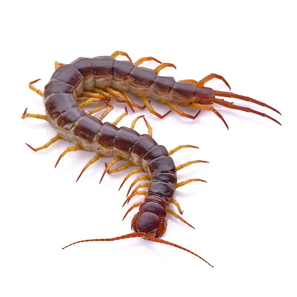 centipede on a white background - Keep pests away from your home with Bug Out Pest Control in FL