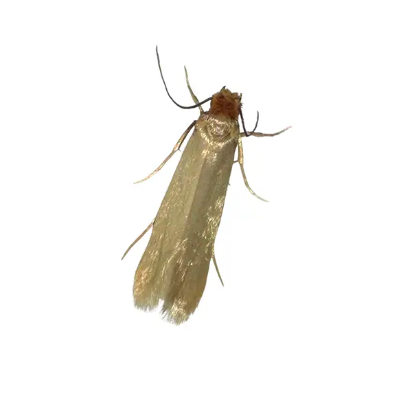 Closeup of a clothes moth