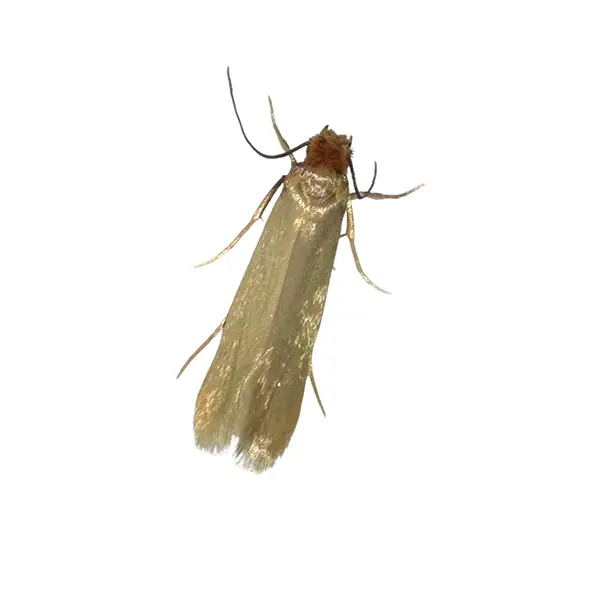 clothes moth on a white background - Keep pests away from your home with Bug Out Pest Control in FL