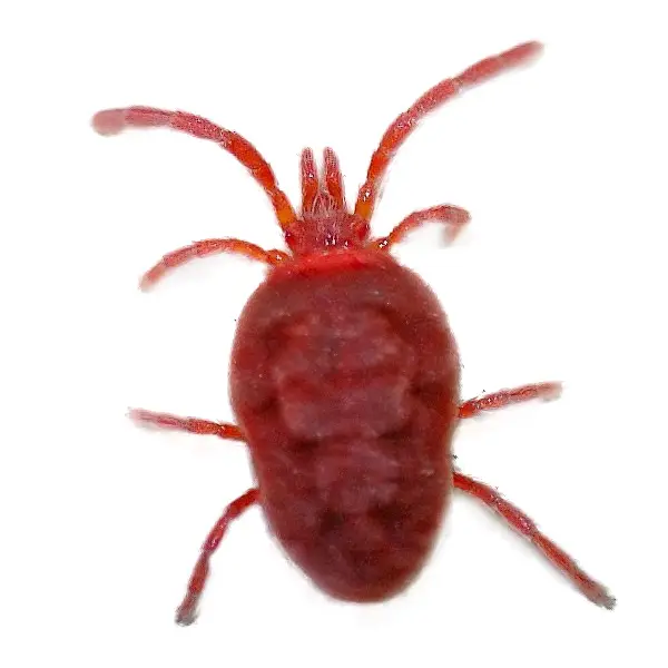 clover mite on a white background - Keep pests away from your home with Bug Out Pest Control in FL